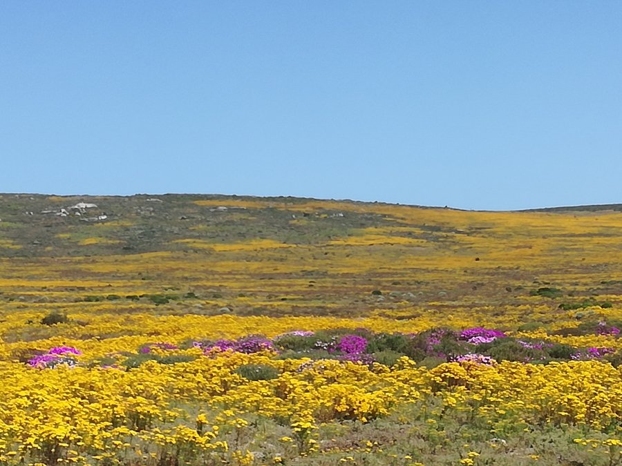 0 Bedroom Property for Sale in St Helena Views Western Cape
